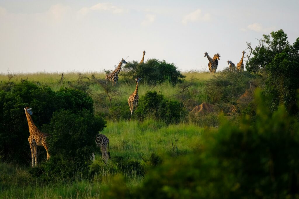 A group of giraffes grazing in the lush grassland of Uganda's savanna, showcasing natural wildlife beauty.